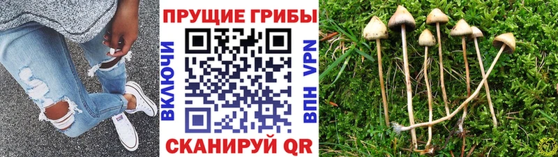 Галлюциногенные грибы Psilocybe Сычёвка